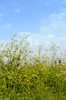 Dutch landscape