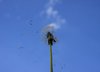 Blowball