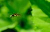 Hoverfly