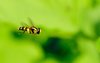 Hoverfly