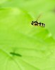 Hoverfly