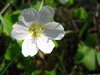 Oxalis acetosella
