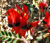 Sturt's desert pea1
