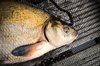 Fish in a net
