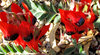Sturt's desert pea2B