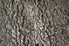 Bark texture