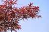 Red tree branch