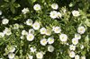 Wild cistus flowers