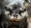 European Otter