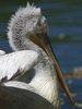 Pelican