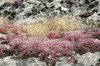 Wild rock plants