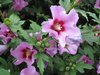 hibiscus bush