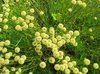 parsnip plant