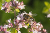 Hoverfly
