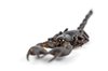 Black Scorpion Close-up