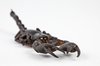 Black Scorpion Close-up