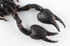 Black Scorpion Claws