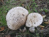 Mushrooms