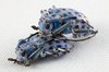 Beetle Love