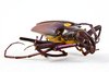 Pyrodes Longiceps Beetle