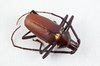 Pyrodes Longiceps Beetle