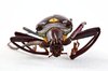 Pyrodes Longiceps Beetle