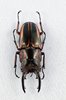 Prosopocoilus Zebra Beetle