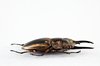 Prosopocoilus Zebra Beetle