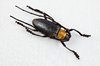 Cerambycidae Beetle