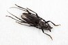 Cerambycidae Beetle
