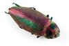 Euchroma Gigantea Beetle