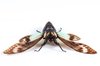 Cicadidae Sp Cicada