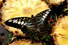 butterfly beauty4