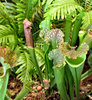 carnivorous plants2
