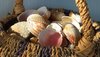 Sea Treasures