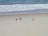 Beach Combing