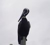 Perched Pelican