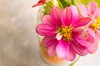 Pretty Flowers 2