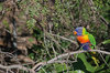 bird