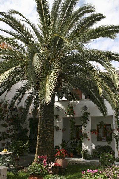 Courtyard with palm tree: Traditional decorated inner courtyard of a house in southern Spain.