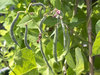 Beans developing