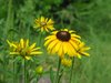 yellow coneflowers