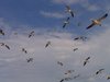 Wings on the wind