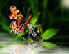 Midnight Butterfly