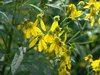 Wild Honey Bees