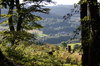 German landscape (sauerland)