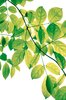 Green Leaves 3