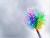 Rainbow Dandelion
