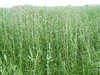 Meadow