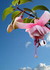 Fuschia